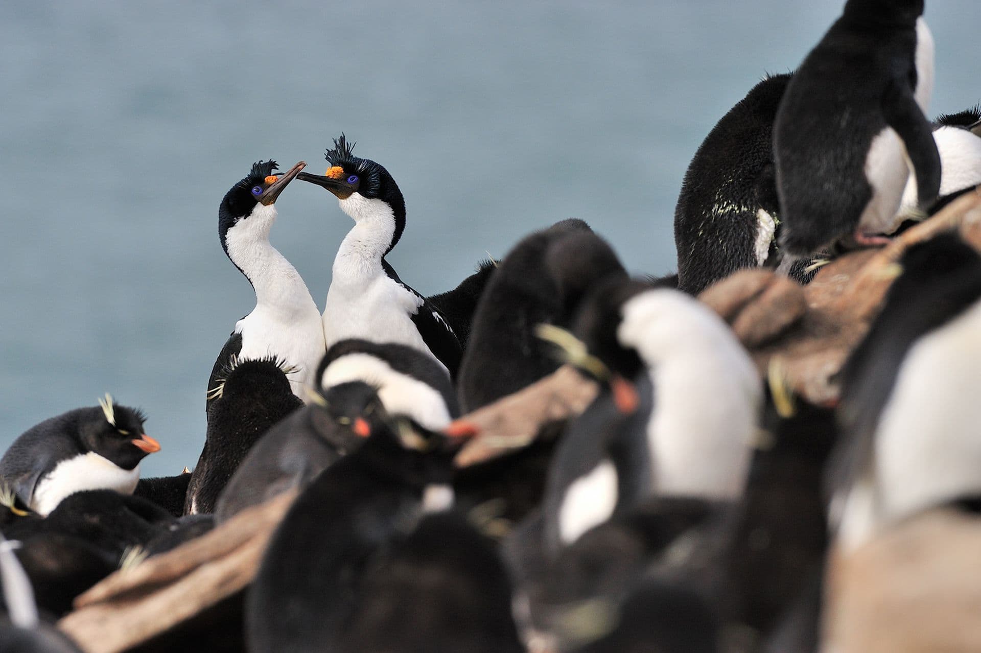 Oceanwide expeditions South Georgia Special