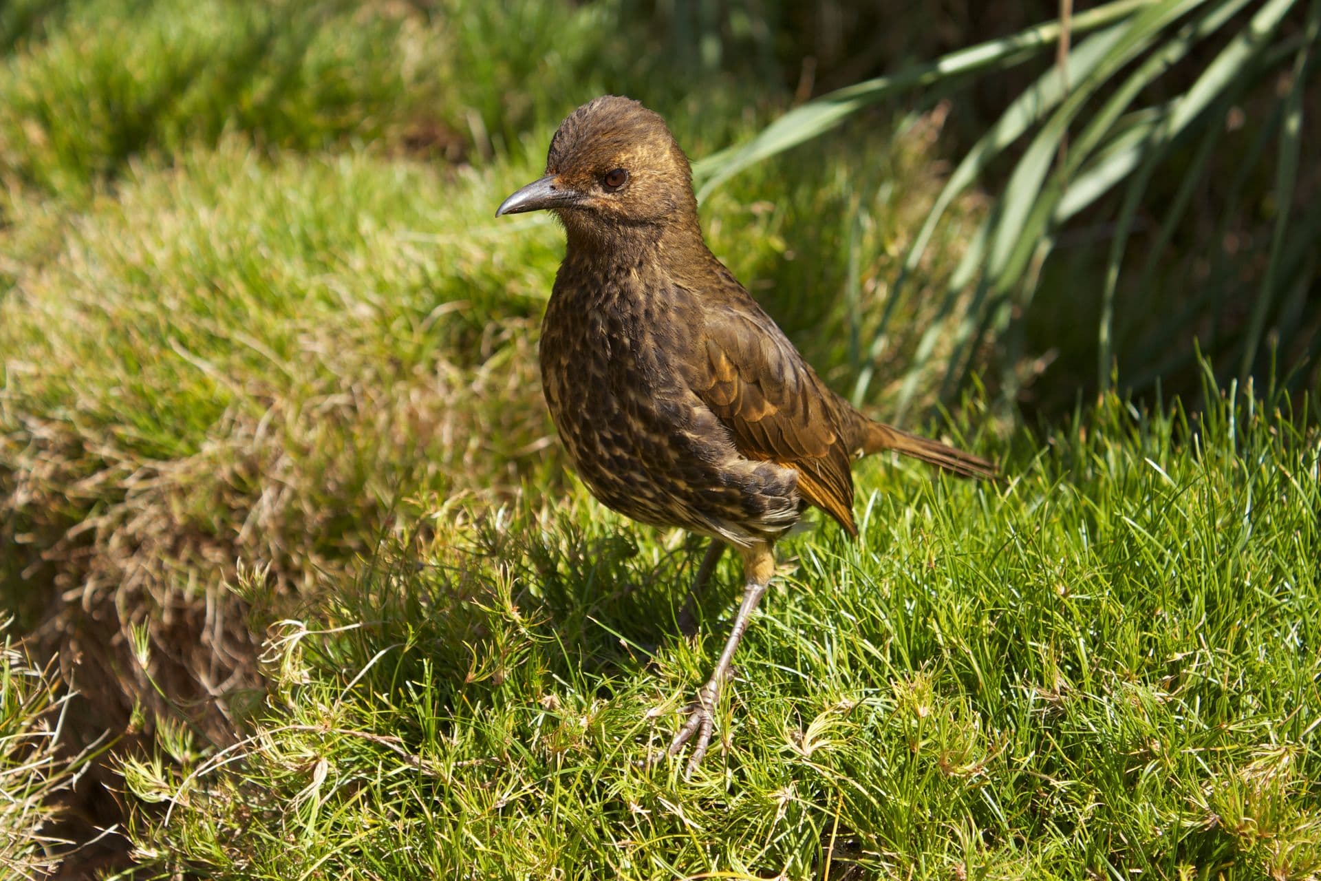 Tristan Thrush Starchy Bird