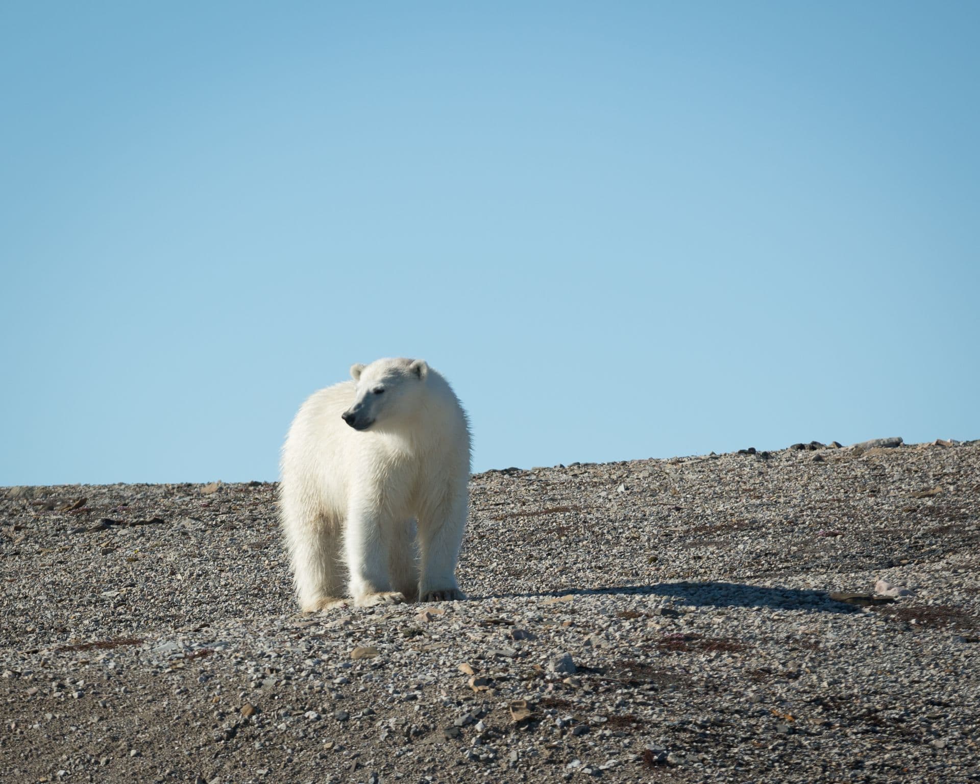 Polar Bear Quark