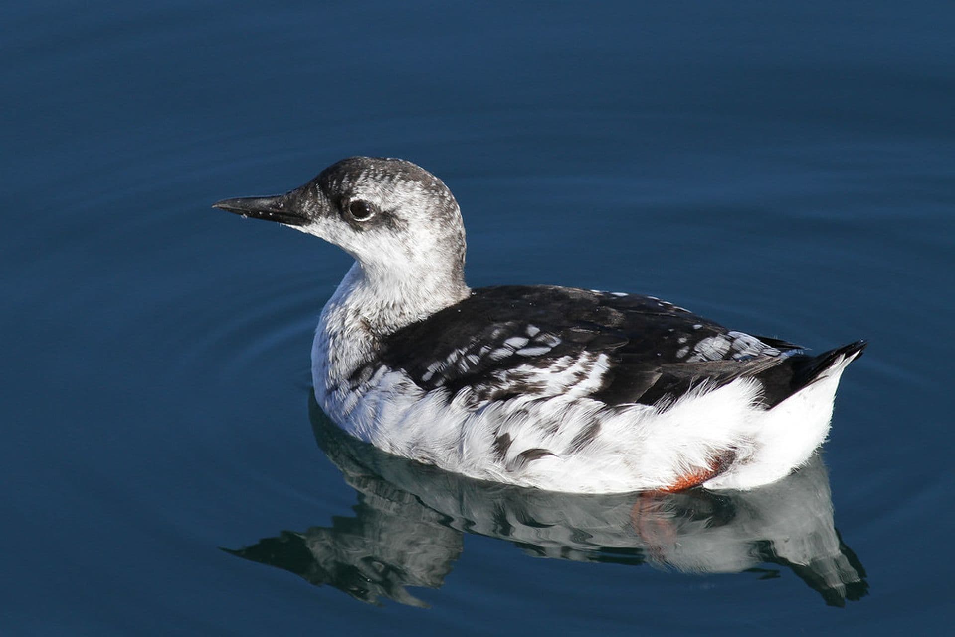black guillemot