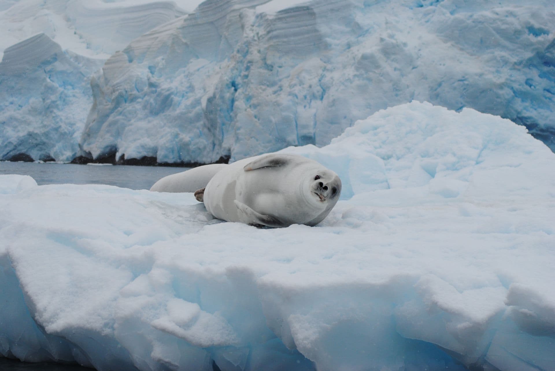 Oceanwide Seal