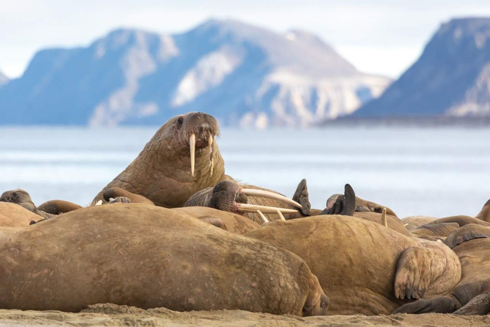 Walrus Quark