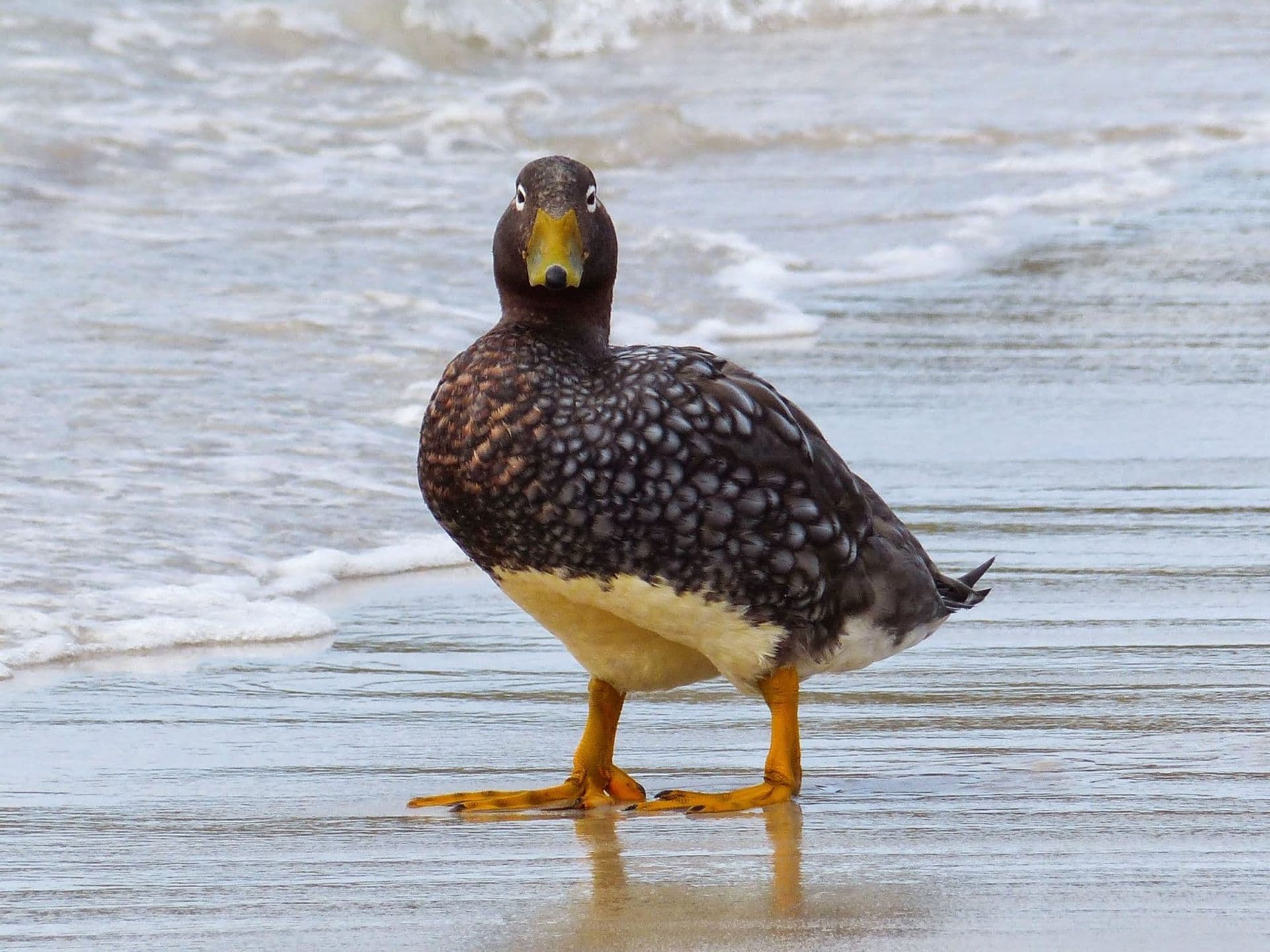 flightless steamerduck
