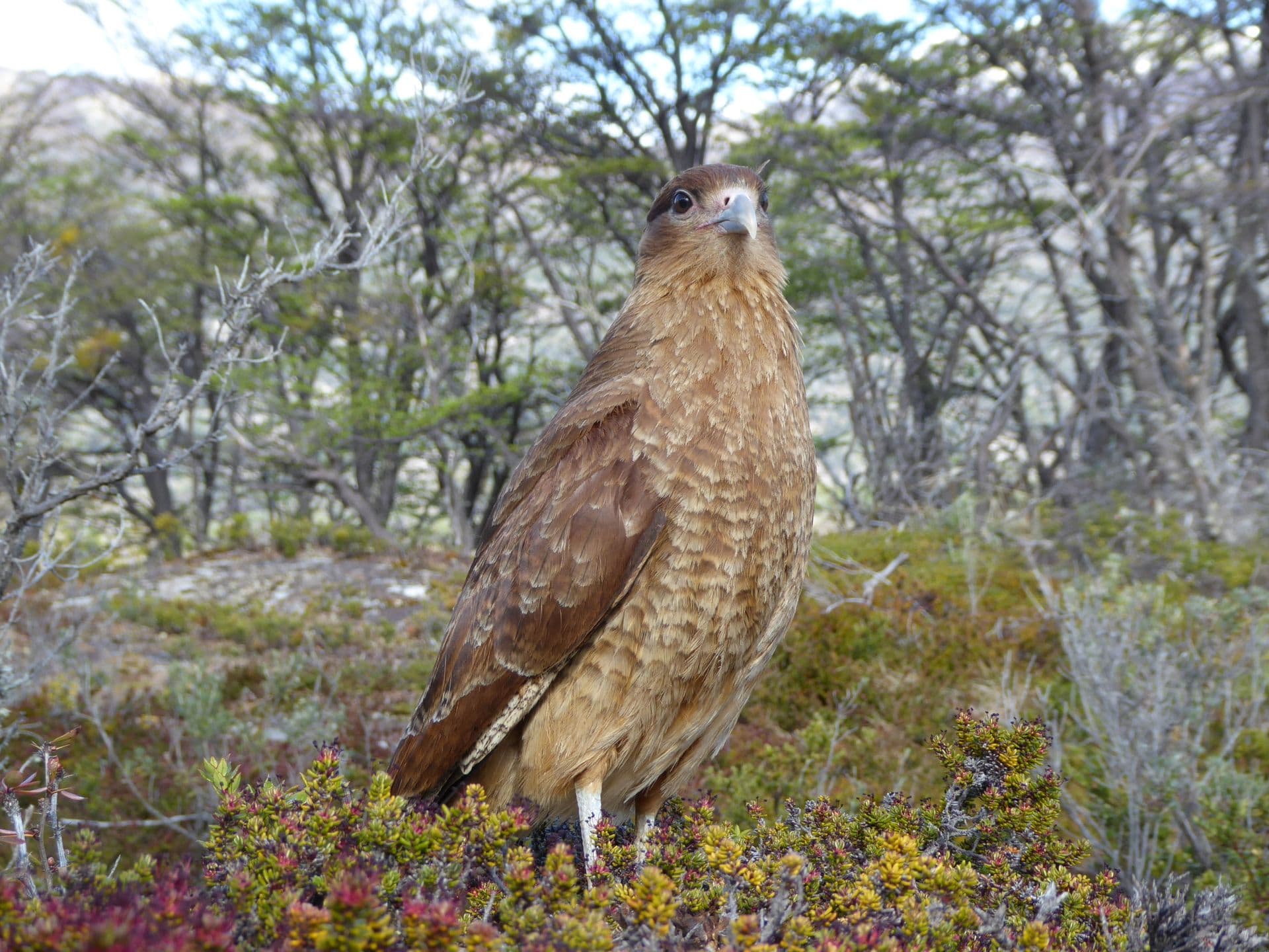 Chimango Caracara