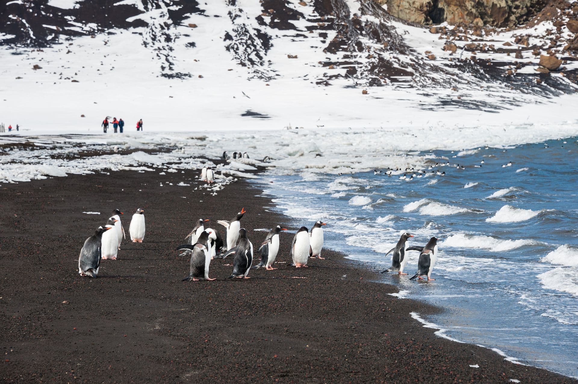 Ocean Endeavour Antarctica Peninsula Photos