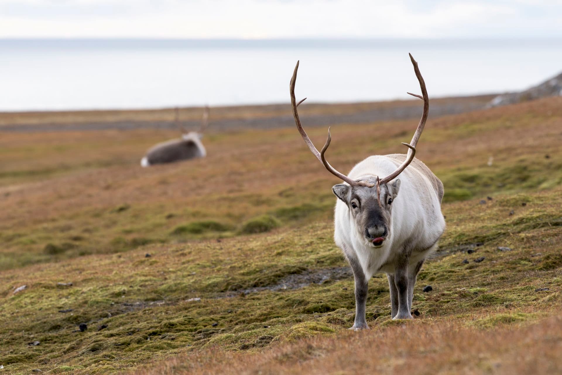 Russebukta Svalbard