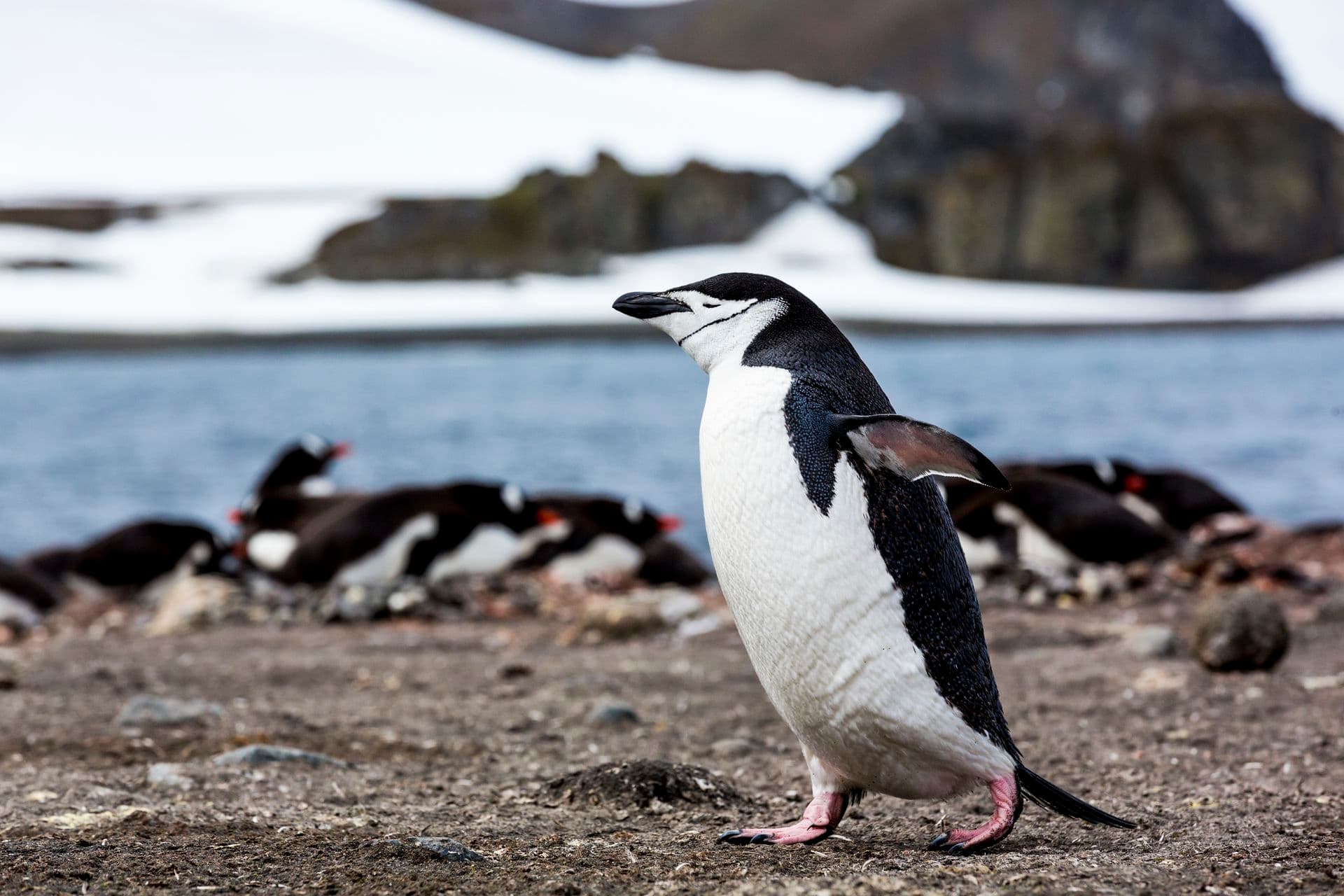 Albatros Expedition South Shetland/ AA peninsula