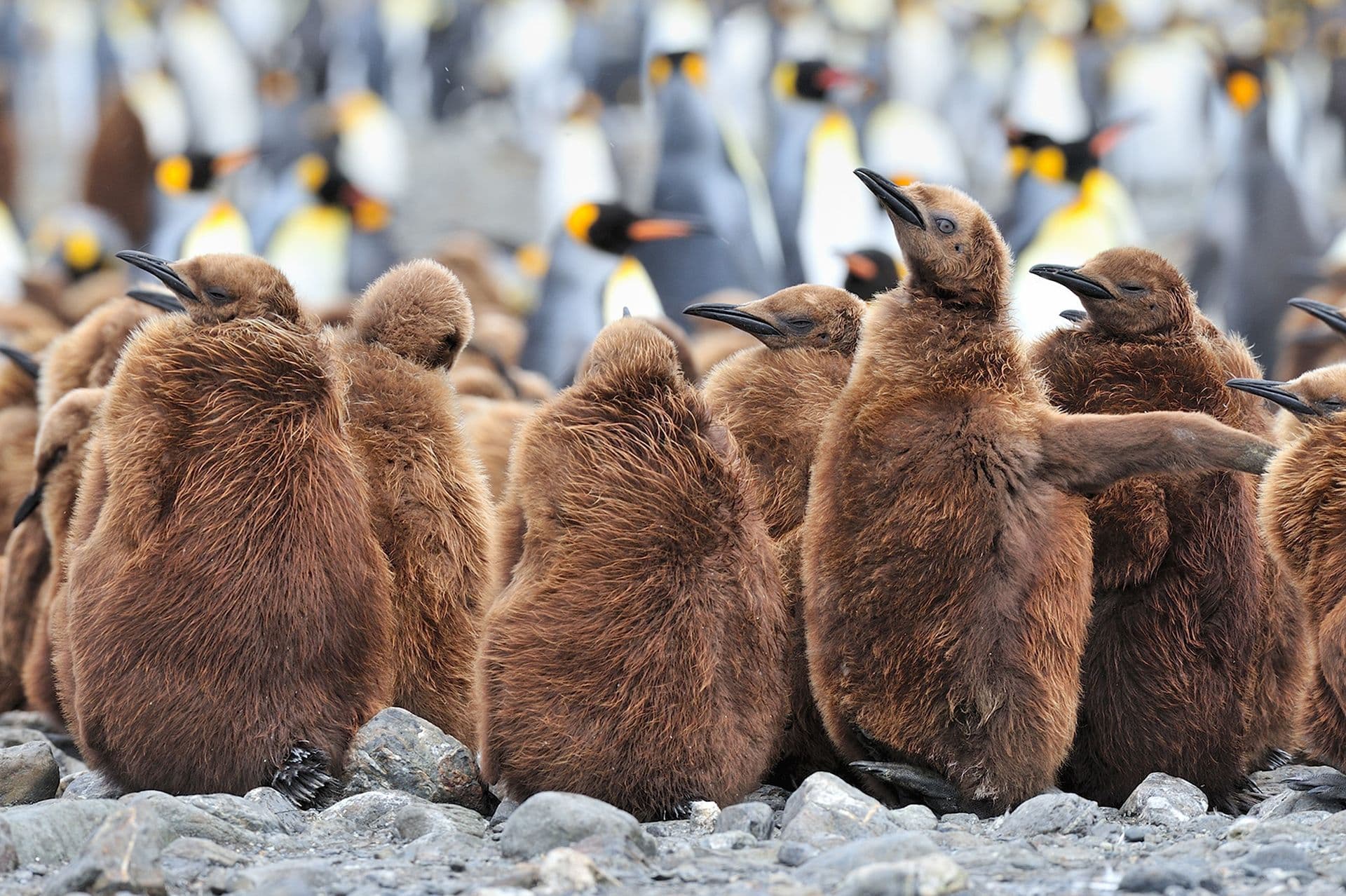 Oceanwide Expeditions Falklands, South Georgia, Antarctica
