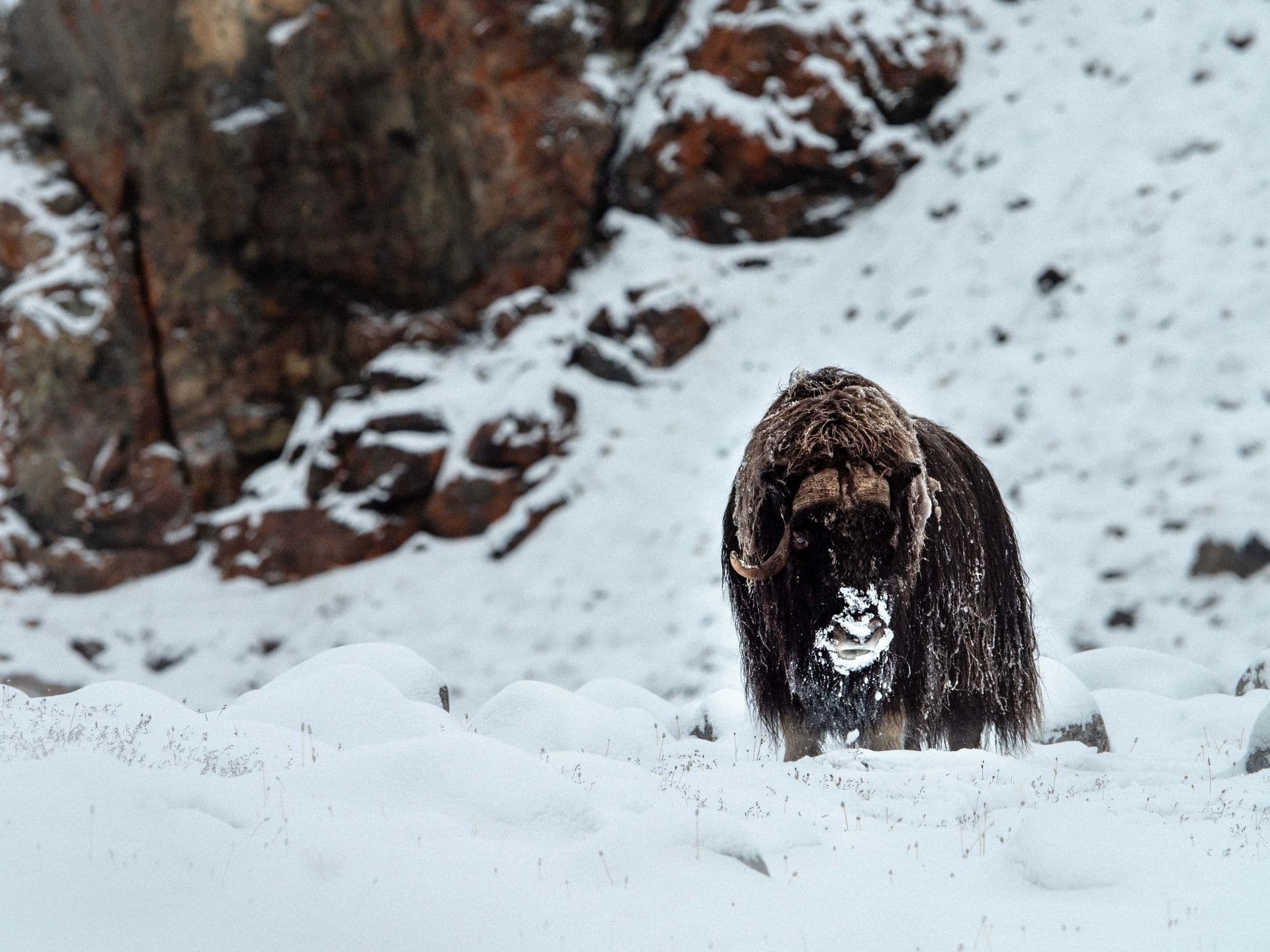Quark Expeditions_Canada Remote Arctic