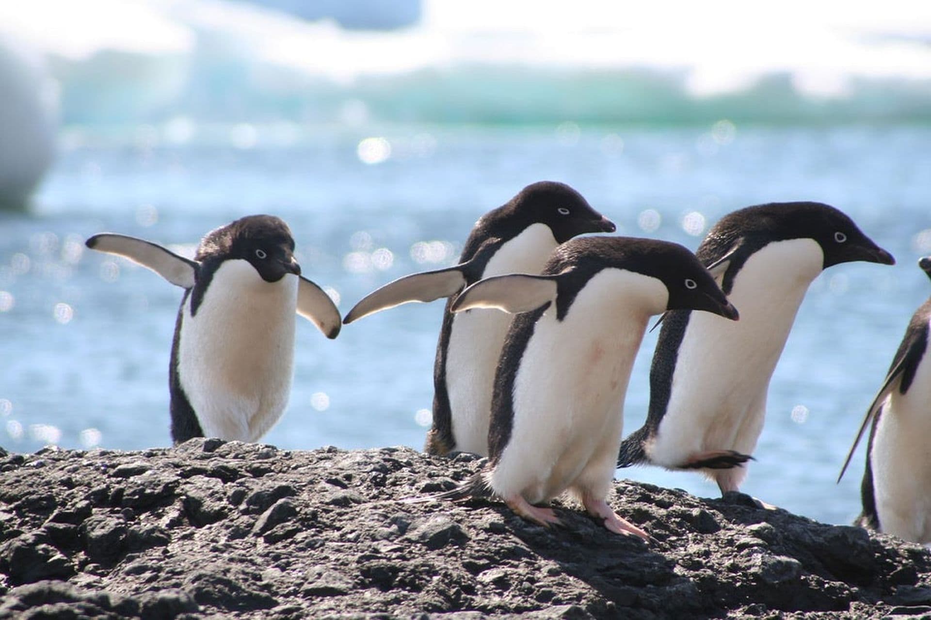 Adelie Penguin