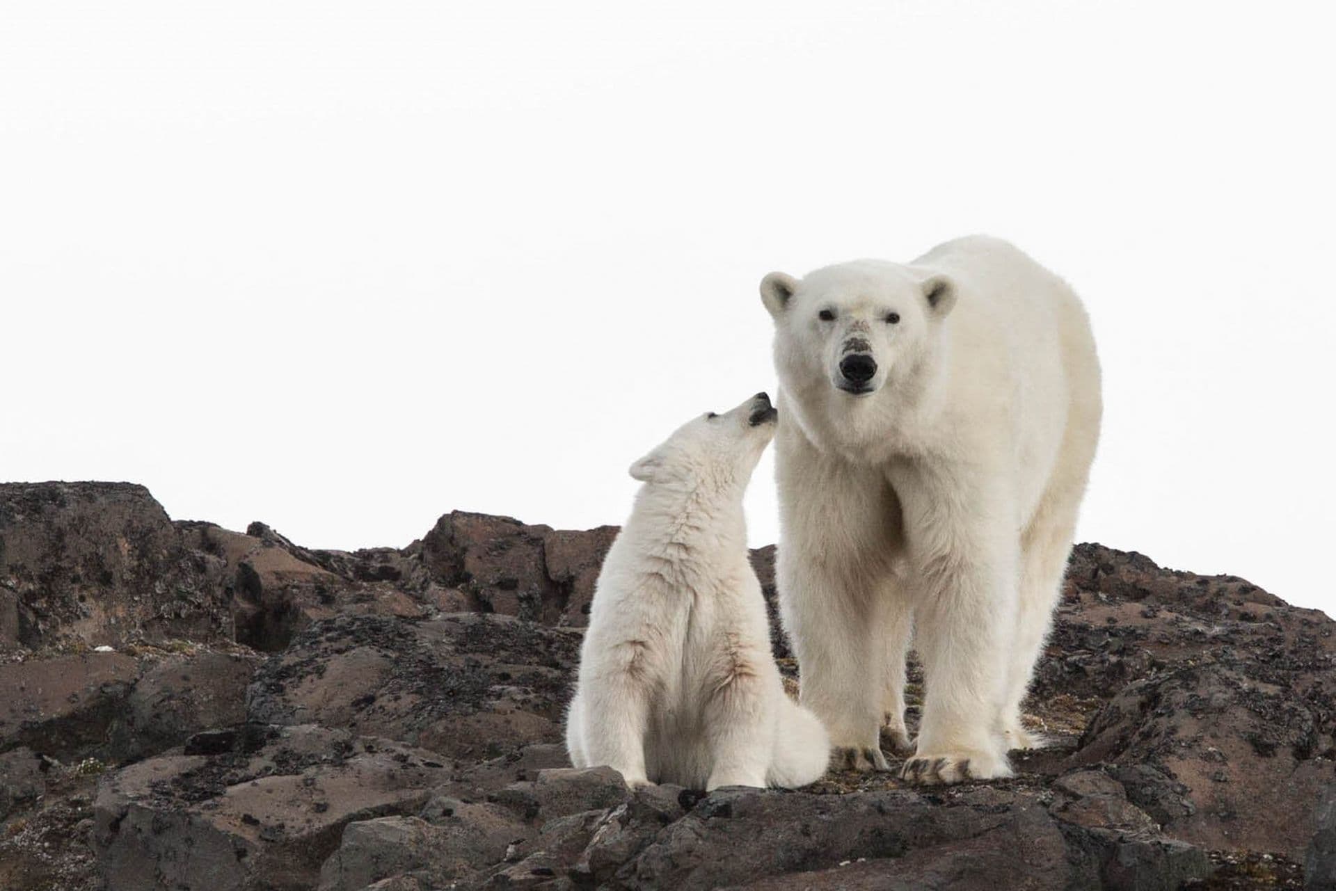 Polar Bear Arctic