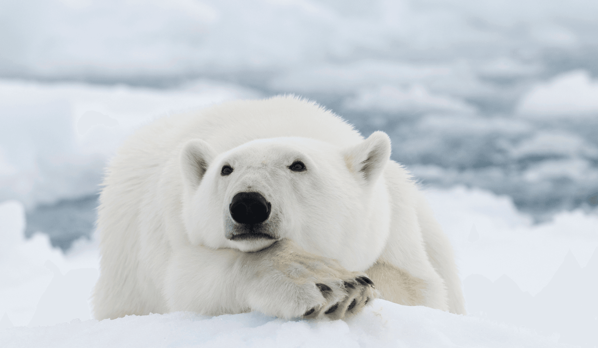 Polar bear (2)