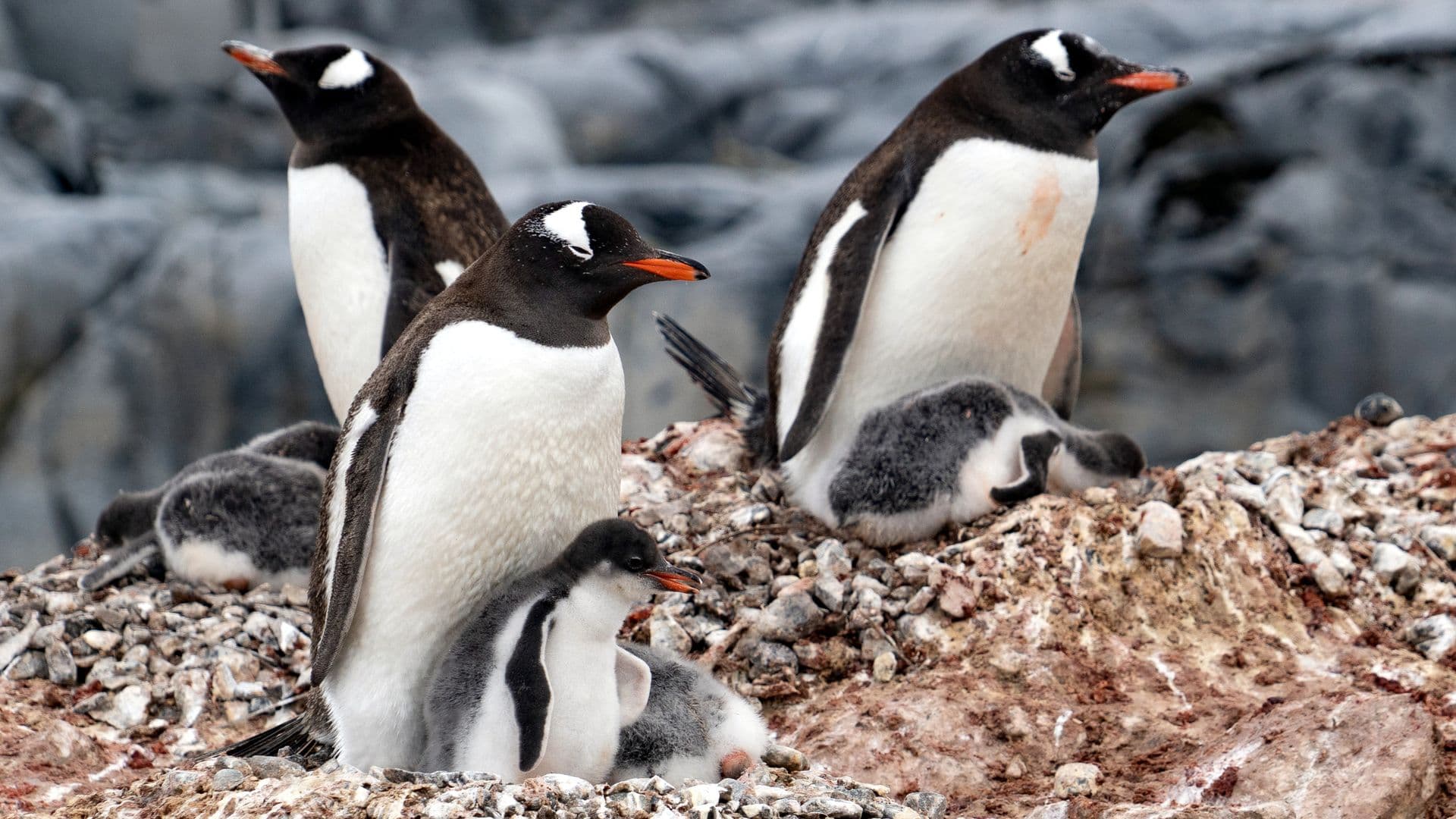 Seaventure South Georgia penguins