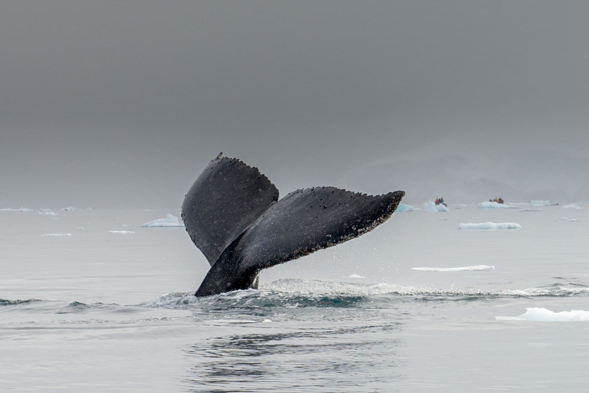 Polar Latitudes Antarctica