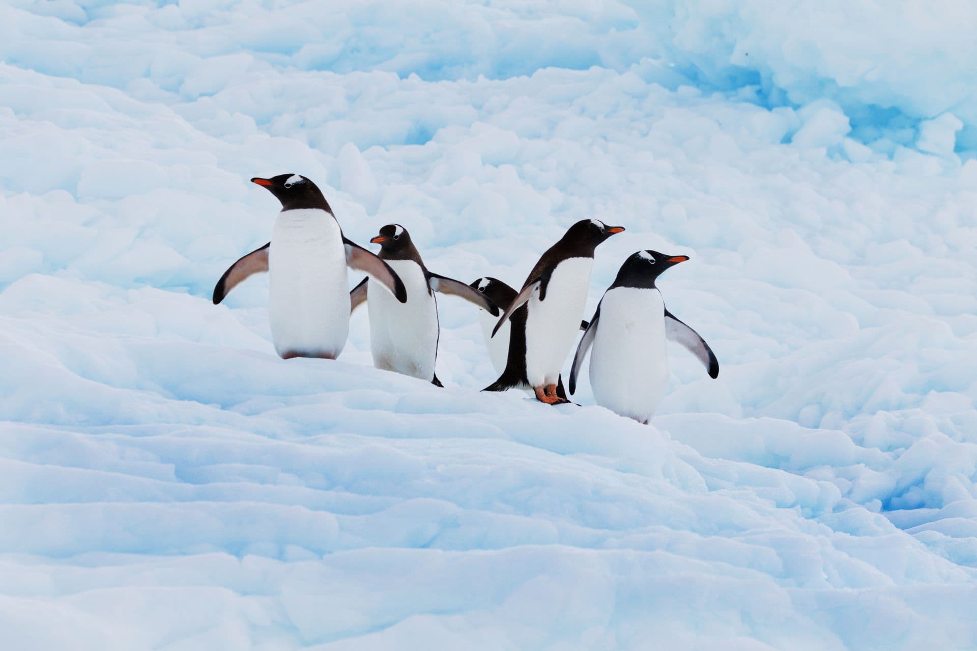 Aurora Expedition Antarctica