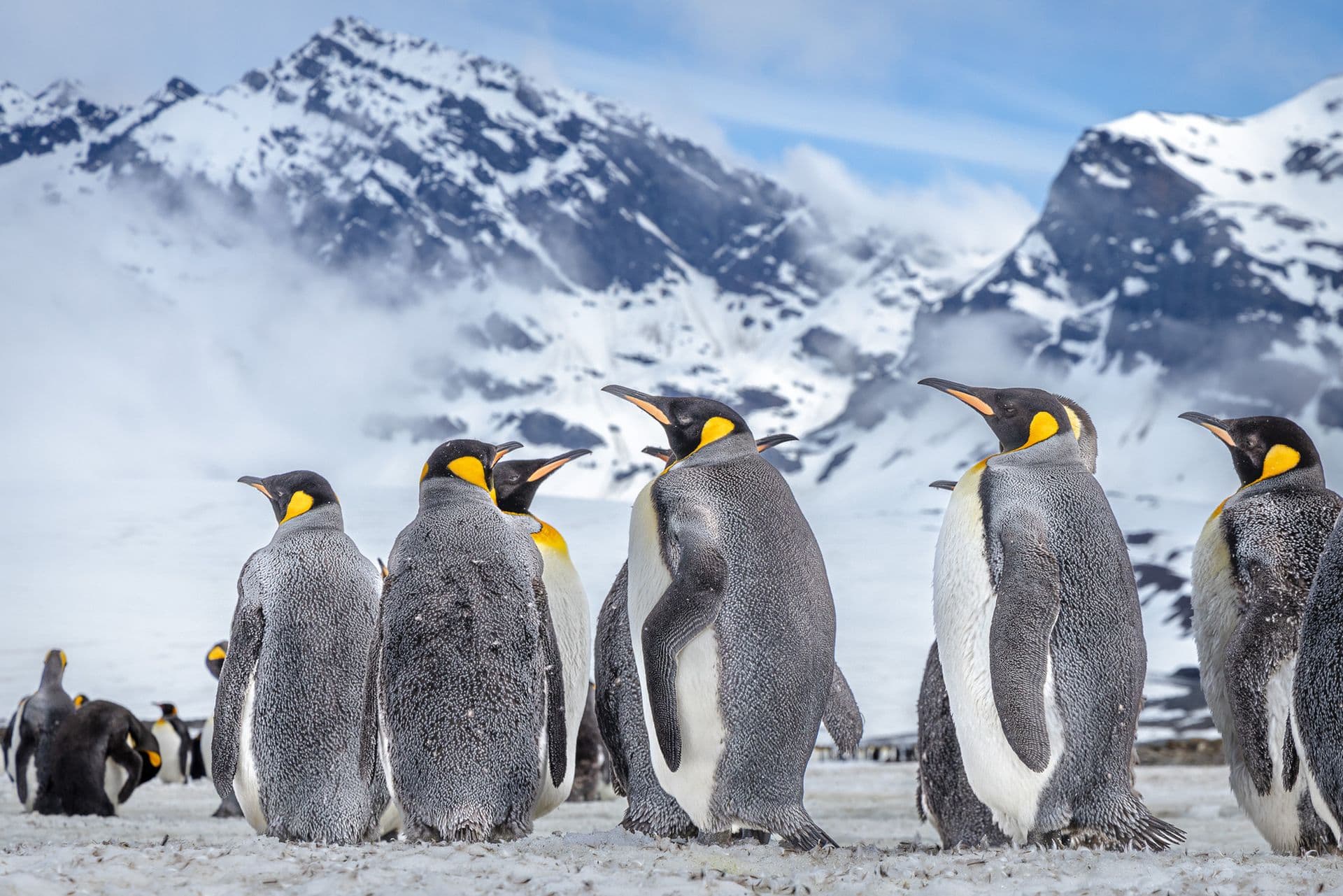 Sea Spirit - South Georgia and Falklands