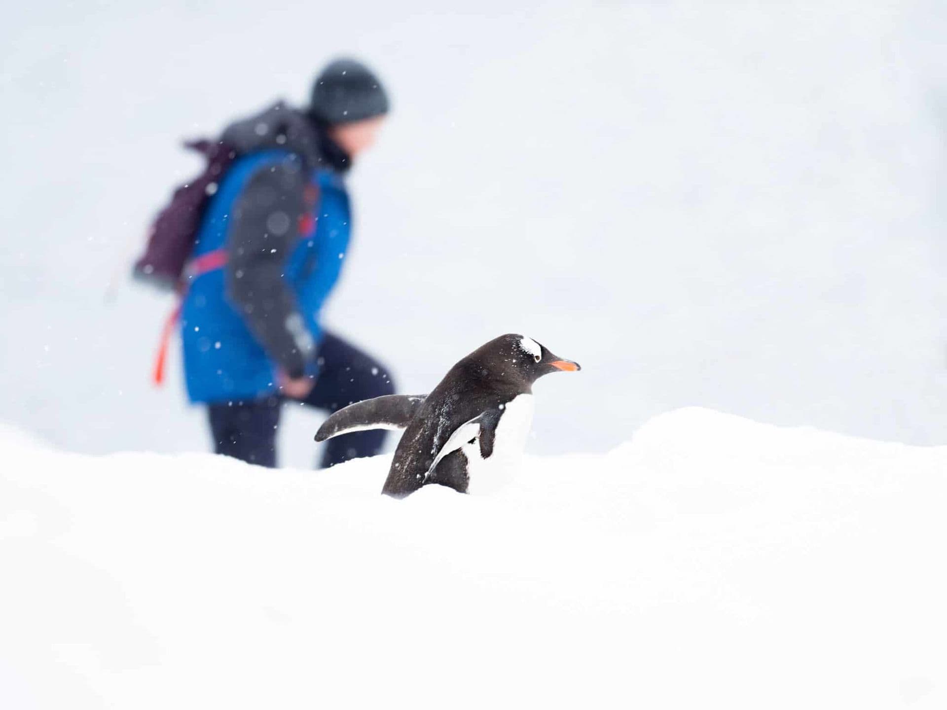 Aurora Expeditions Greg Mortimer Wild Antarctica
