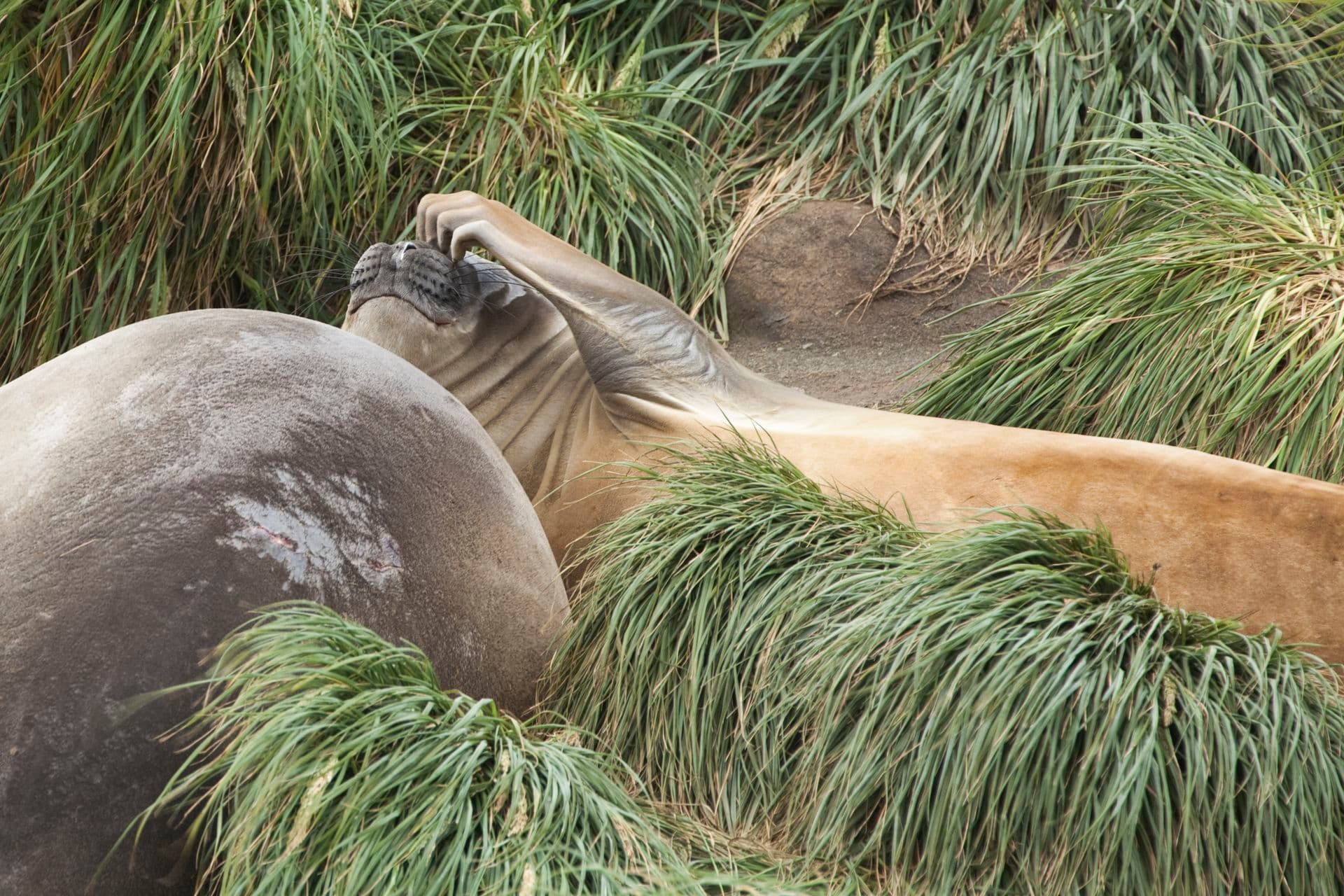 Aurora Expeditions in East Antarctica on the Douglas Mawson