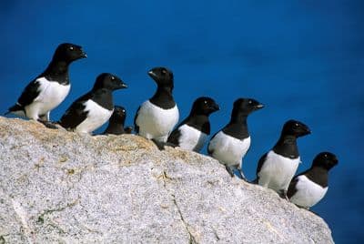 Polartours