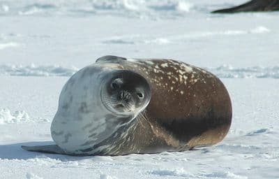 antarctica express cruise