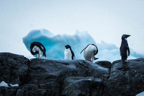 East Antarctica - Aurora Expeditions