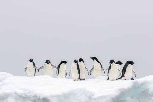 East Antarctica - Aurora Expeditions