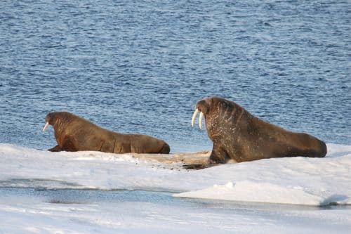 Spitsbergen