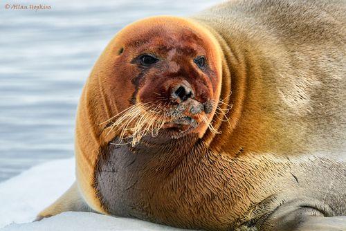 Bearded Seal (Erignathus barbatus) the lucky survivor