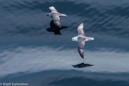 Two Seabirds