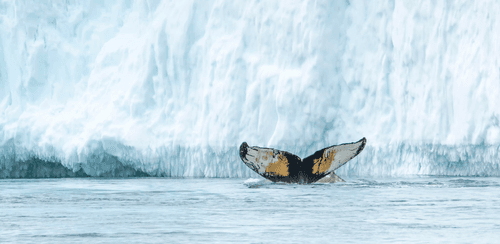Albatros expeditions Whale