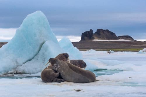 Franz Joseph Land. Heiss island.