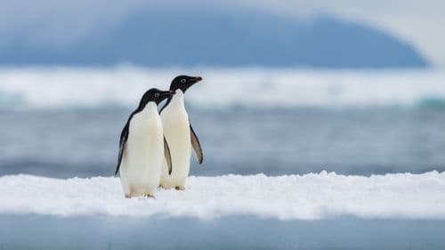 Penguins East Antarctica Aurora Expeditions