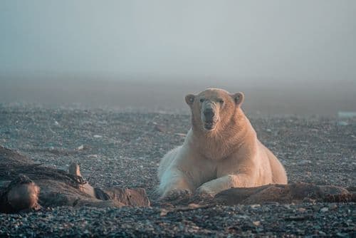 Secret Atlas Svalbard