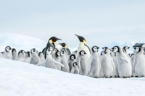 Emperor penguins  Snow Hill Island  Antarctica  