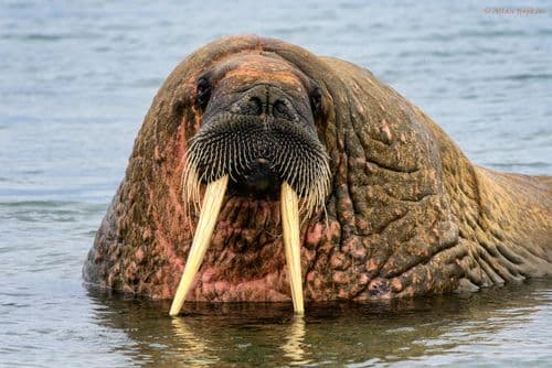 Atlantic Walrus (Odobenus r. rosmarus) male