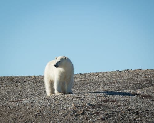 Polar Bear Quark