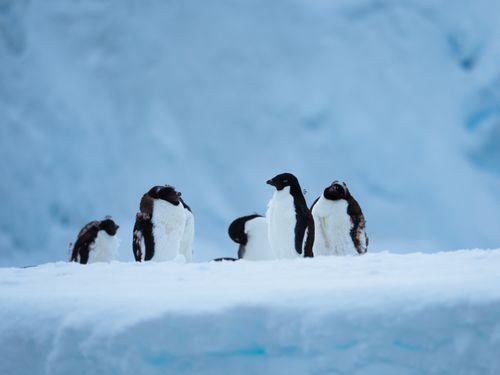 Aurora Expeditions Penguins