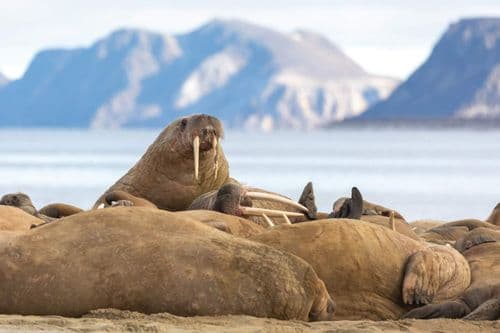 Walrus Quark