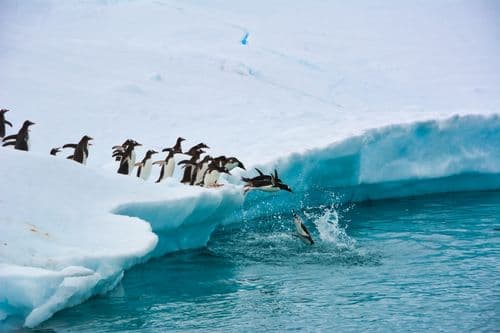 Ocean Endeavour Antarctica Peninsula Photos