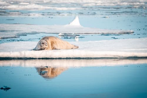 Secret Atlas Svalbard