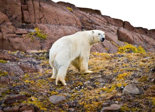 ocean Atlantic 4 arctic islands