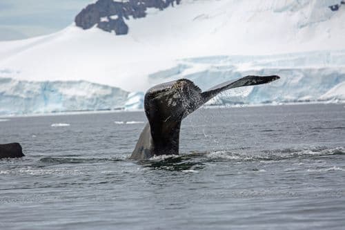Ocean Endeavour Antarctica Peninsula Photos