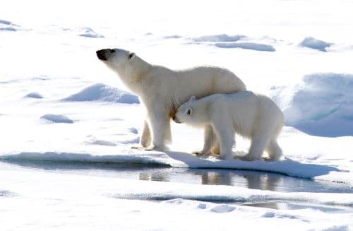 Polar Bears near the North Pole