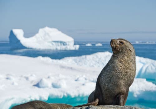 Ocean Endeavour Antarctica Peninsula Photos