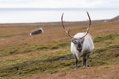 Russebukta Svalbard
