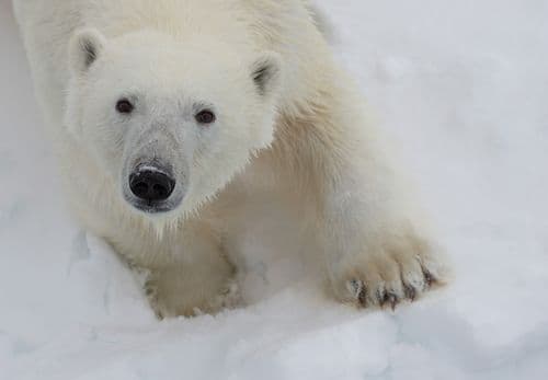 QuarkExpeditions_Spitsbergen Highlights