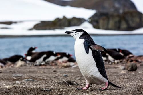 Albatros Expedition South Shetland/ AA peninsula