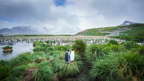 Oceanwide Expeditions Falklands, South Georgia, Antarctica