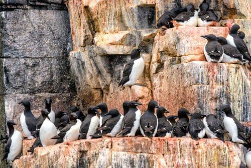 Thick-billed Murre (Uria l. lomvia) - life on the ledge