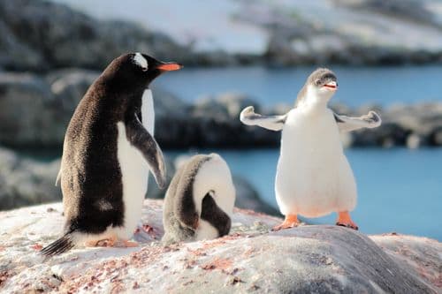 Ocean Endeavour Antarctica Peninsula Photos